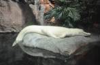 Um raríssimo crocodilo albino no Aquário de Atlanta, na Georgia - EUA